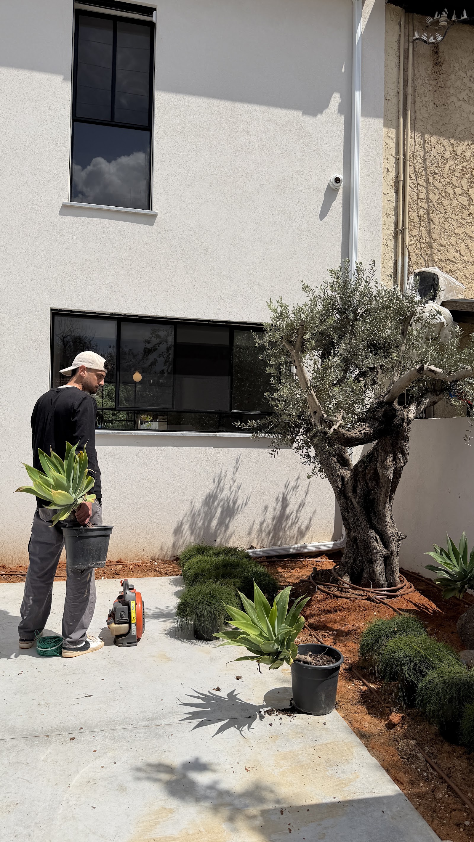 Low of Nature, planting the olive tree by the house