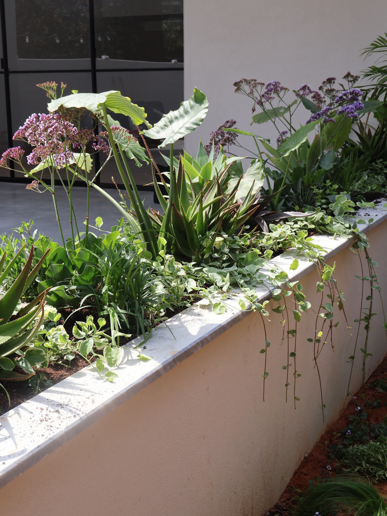 Low of Nature, layered planting against a white wall