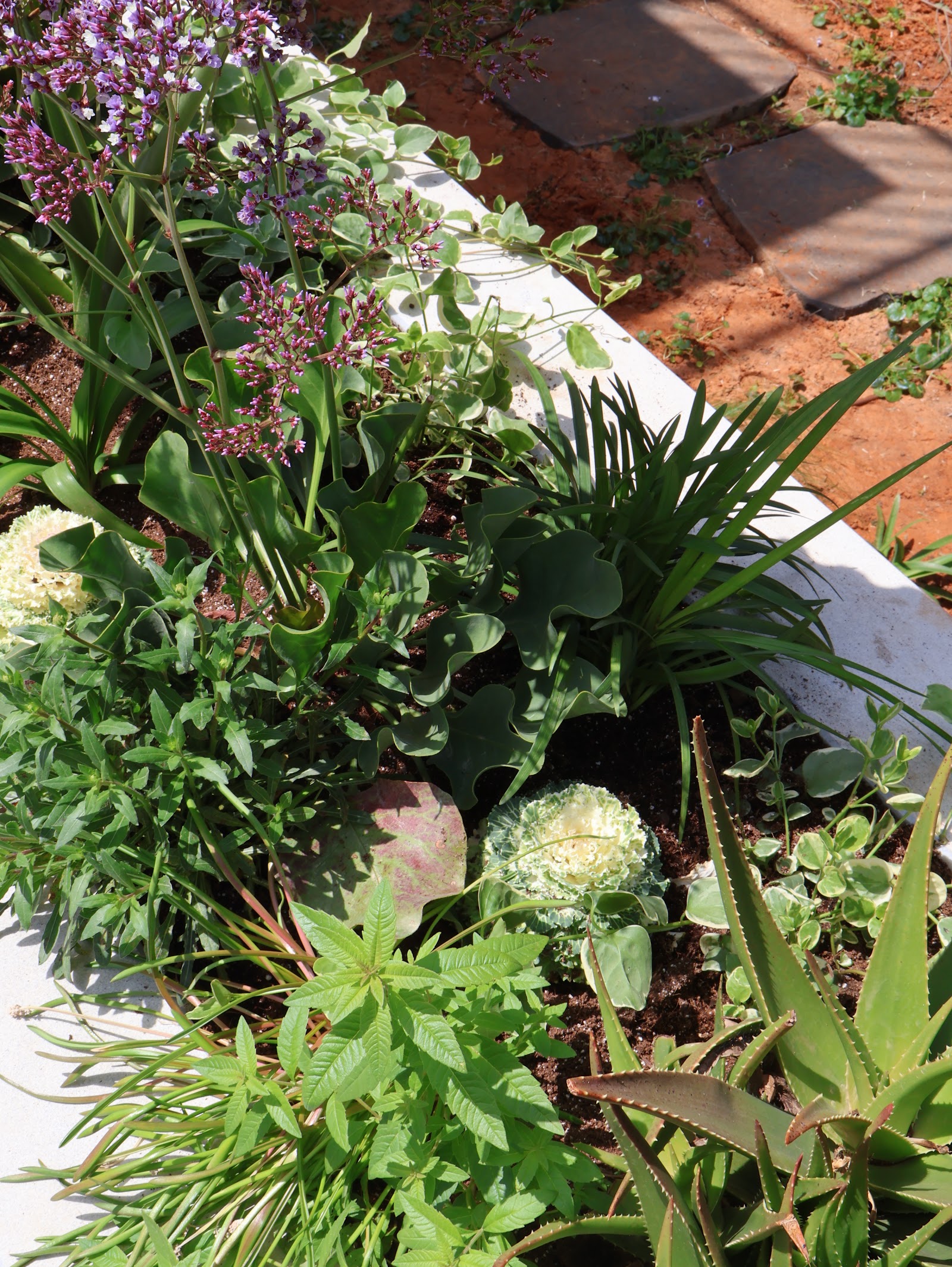 Low of Nature, flowering native planting