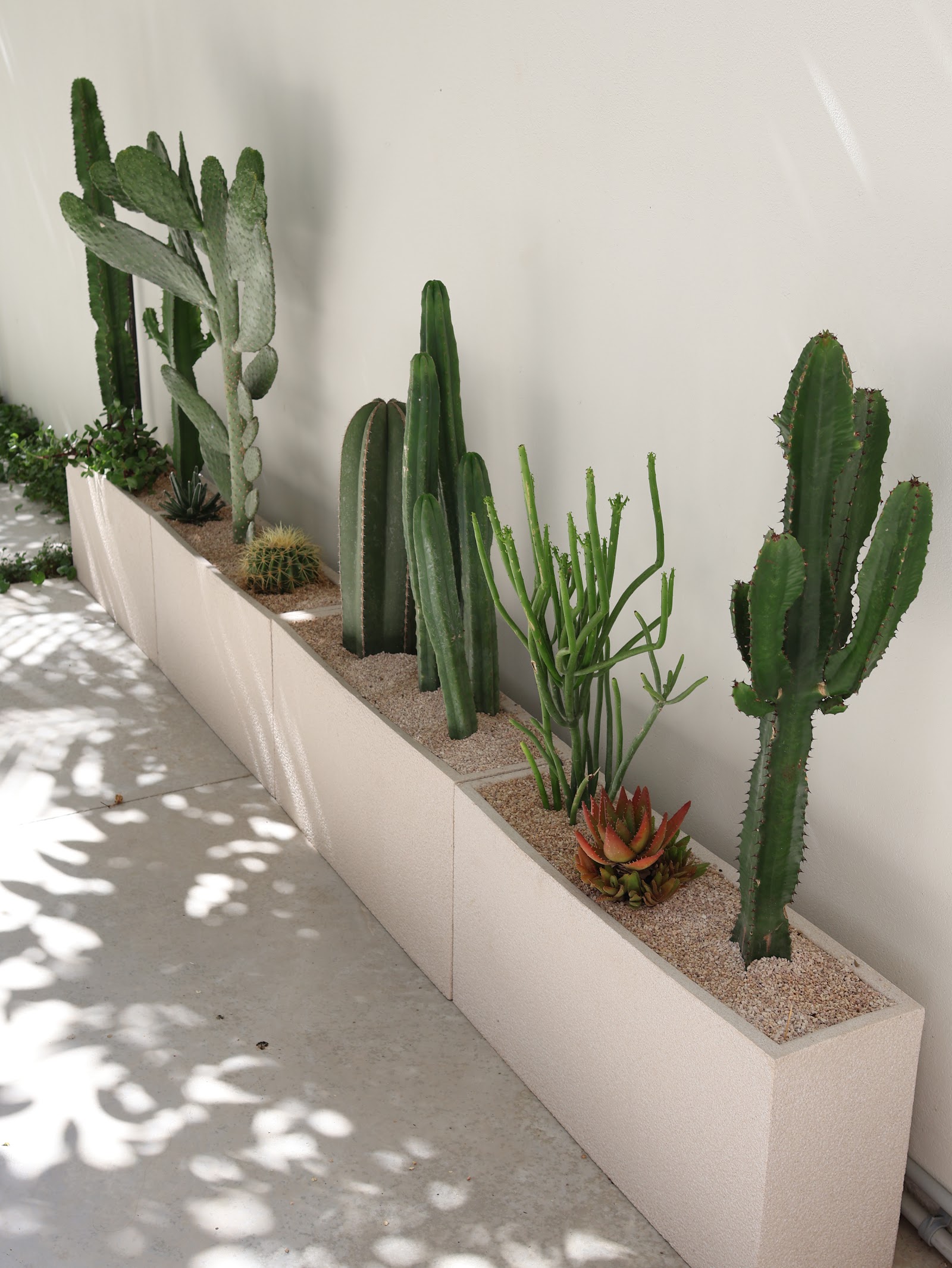 White Jungle, cactus planter along a white wall