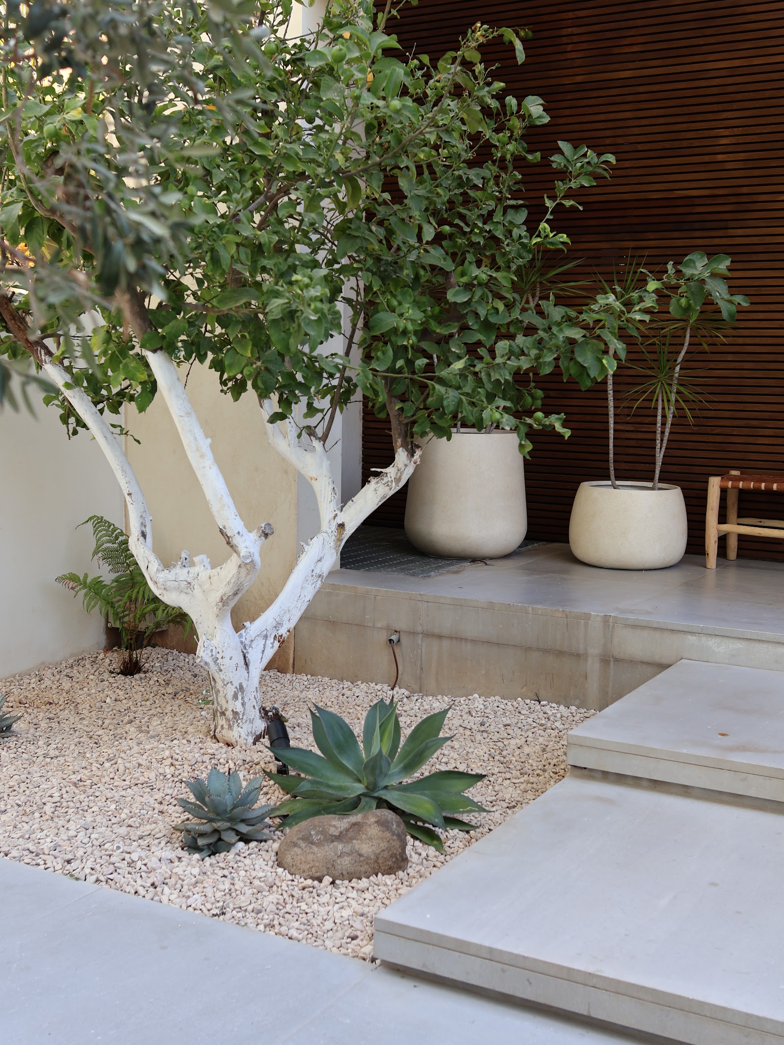 White Jungle, white tree with agave and pots
